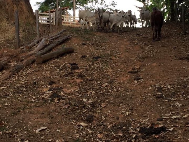 ÁREA C/ PASTO E MATA