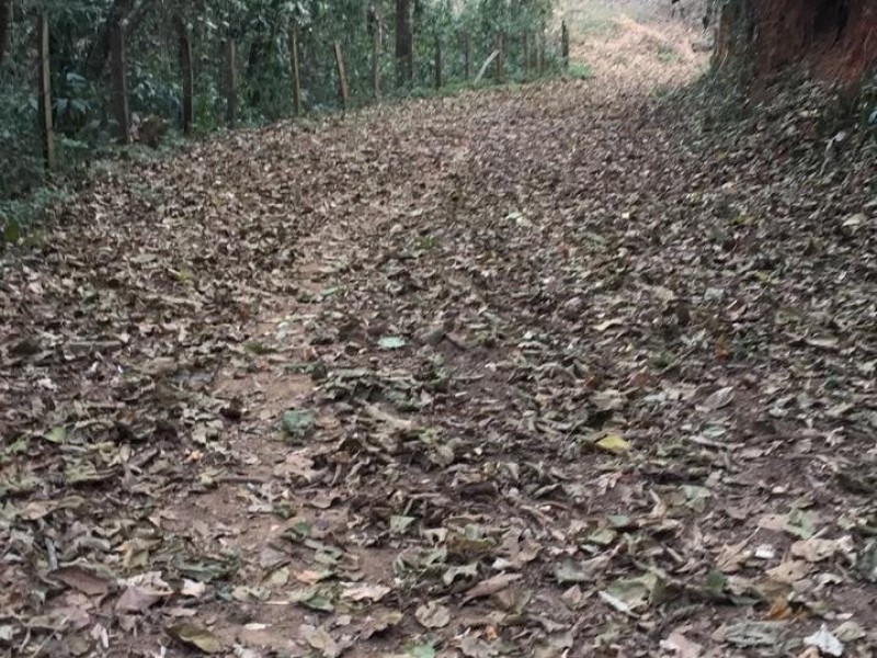 ÁREA C/ PASTO E MATA