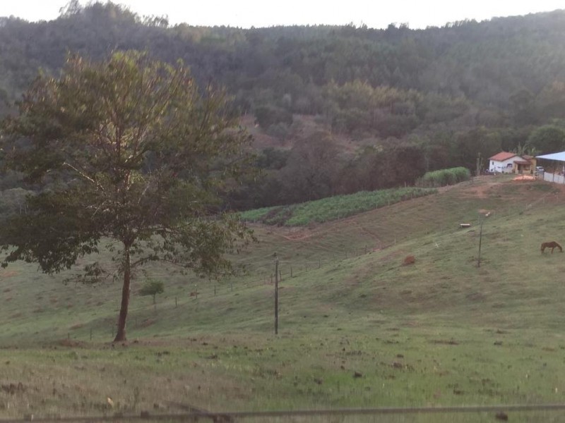 ÁREA C/ PASTO E MATA