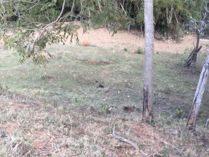 ÁREA C/ PASTO E MATA