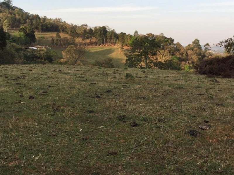 ÁREA C/ PASTO E MATA