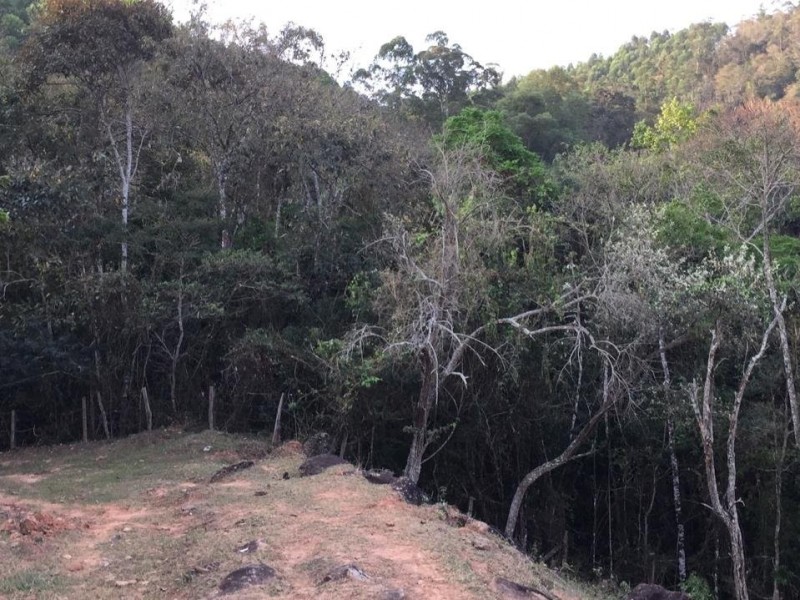 ÁREA C/ PASTO E MATA