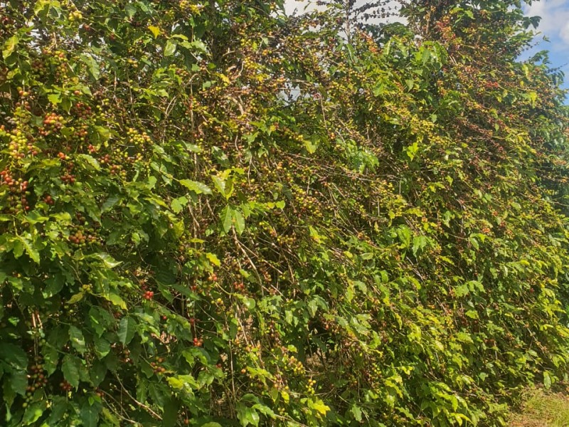 LINDA FAZENDA LOCALIZAÇÃO PRIVILEGIADA