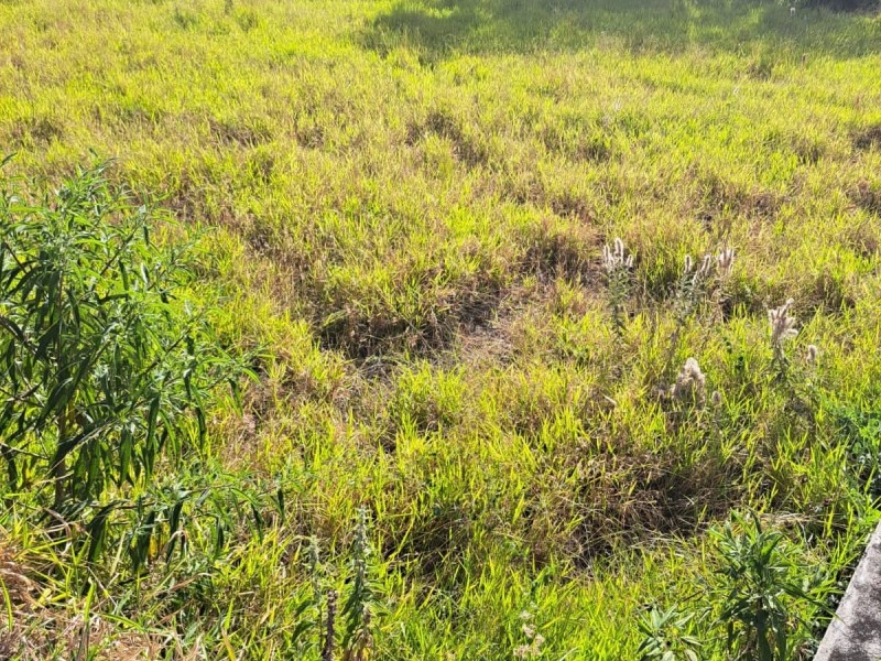 FAZENDA COLONIAL