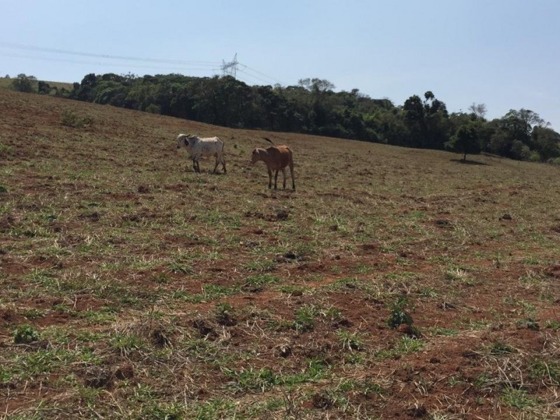 LINDA ÁREA NUA MARGEANDO JAGUARI