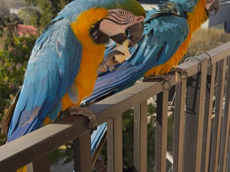 CHACARÁ COM LINDA CASA