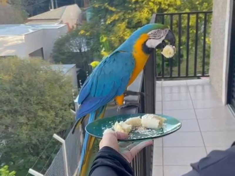 CHACARÁ COM LINDA CASA