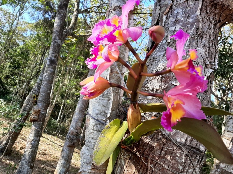 SITIO LINDA VISTA PEDRA BRANCA